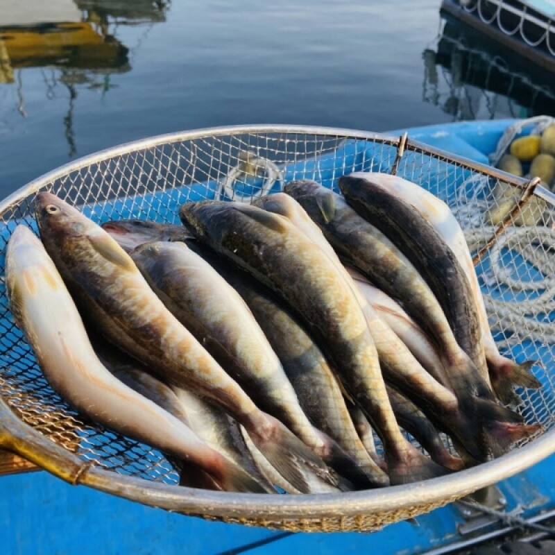 양양클라스,양양클라쓰 자연산 반건조 손질 임연수 - 5마리(냉동)