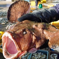 양양클라쓰 자연산 생물 손질 아귀(냉동) - 1kg 절단