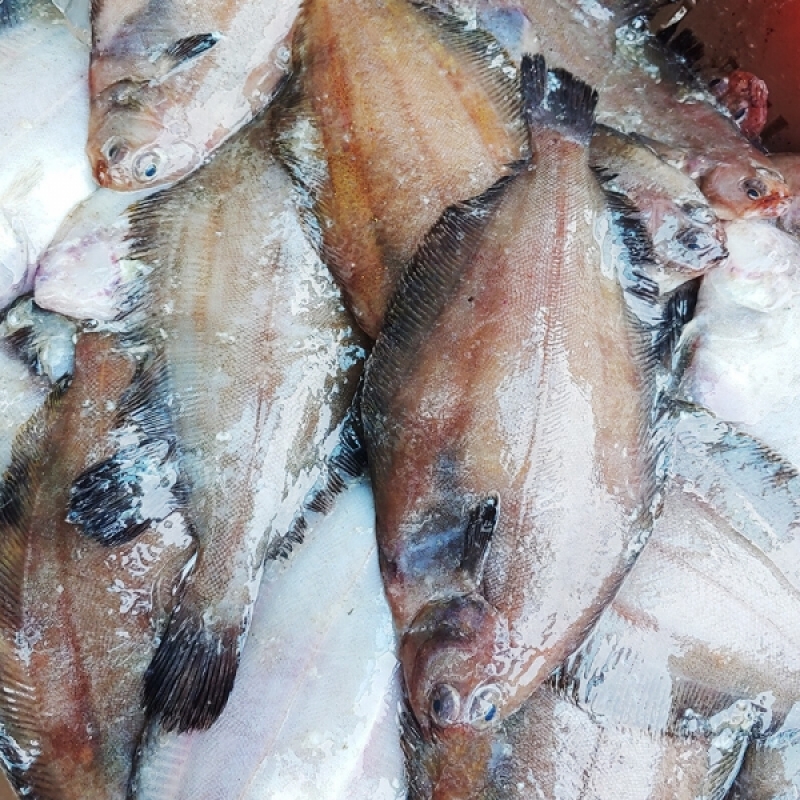 양양클라스,양양클라쓰 자연산 급속냉동 물가자미(가자미) 5마리