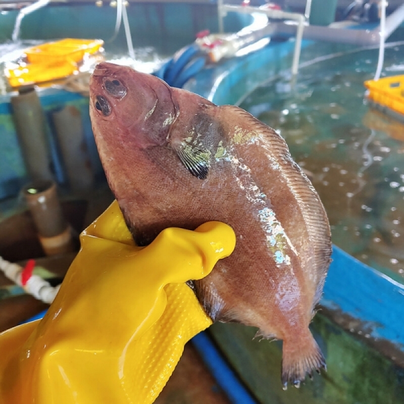 양양클라스,양양클라쓰 자연산 급속냉동 물가자미(가자미) 5마리