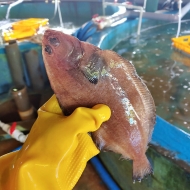 양양클라쓰 자연산 급속냉동 물가자미(가자미) 5마리