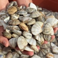 양양클라쓰 자연산 제철 조개 째복(비단조개) -1kg