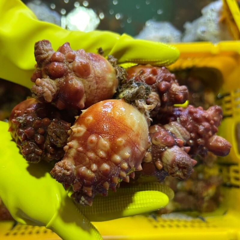 양양클라스,양양클라쓰 [생물]국내산 깐멍게 - 500g