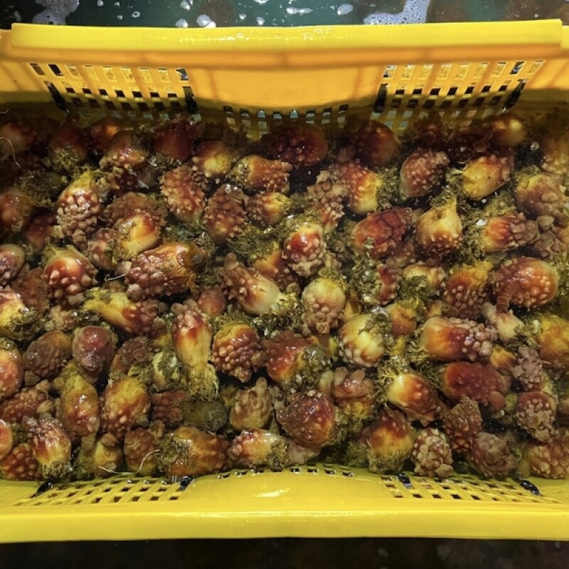 양양클라스,양양클라쓰 [생물]국내산 깐멍게 - 500g